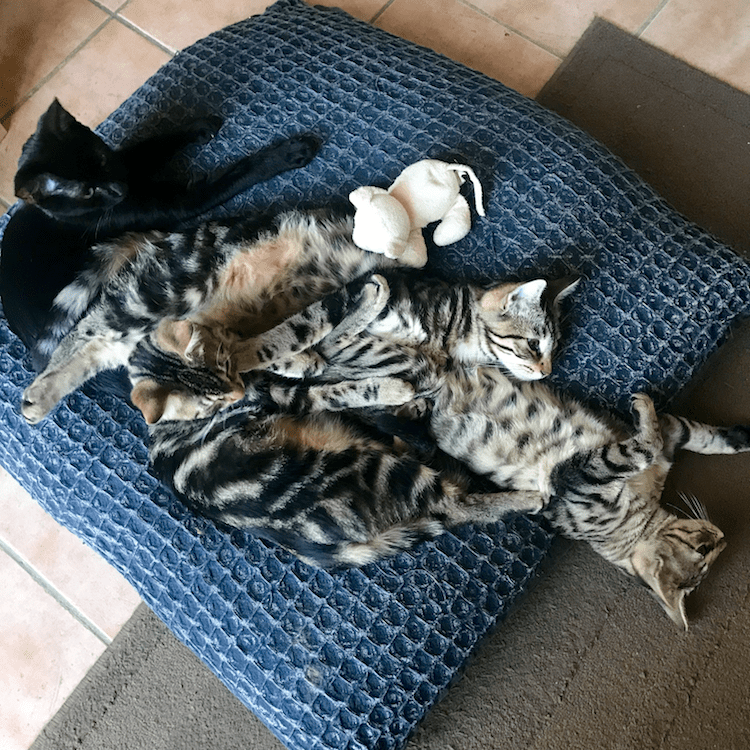 La portée de Cats Family One réunie