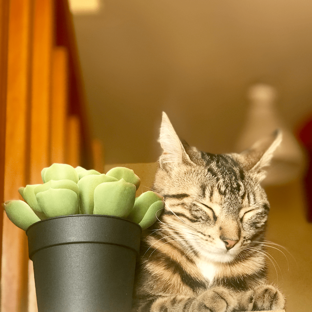 Pablo le chat près d'un pot de plante succulente