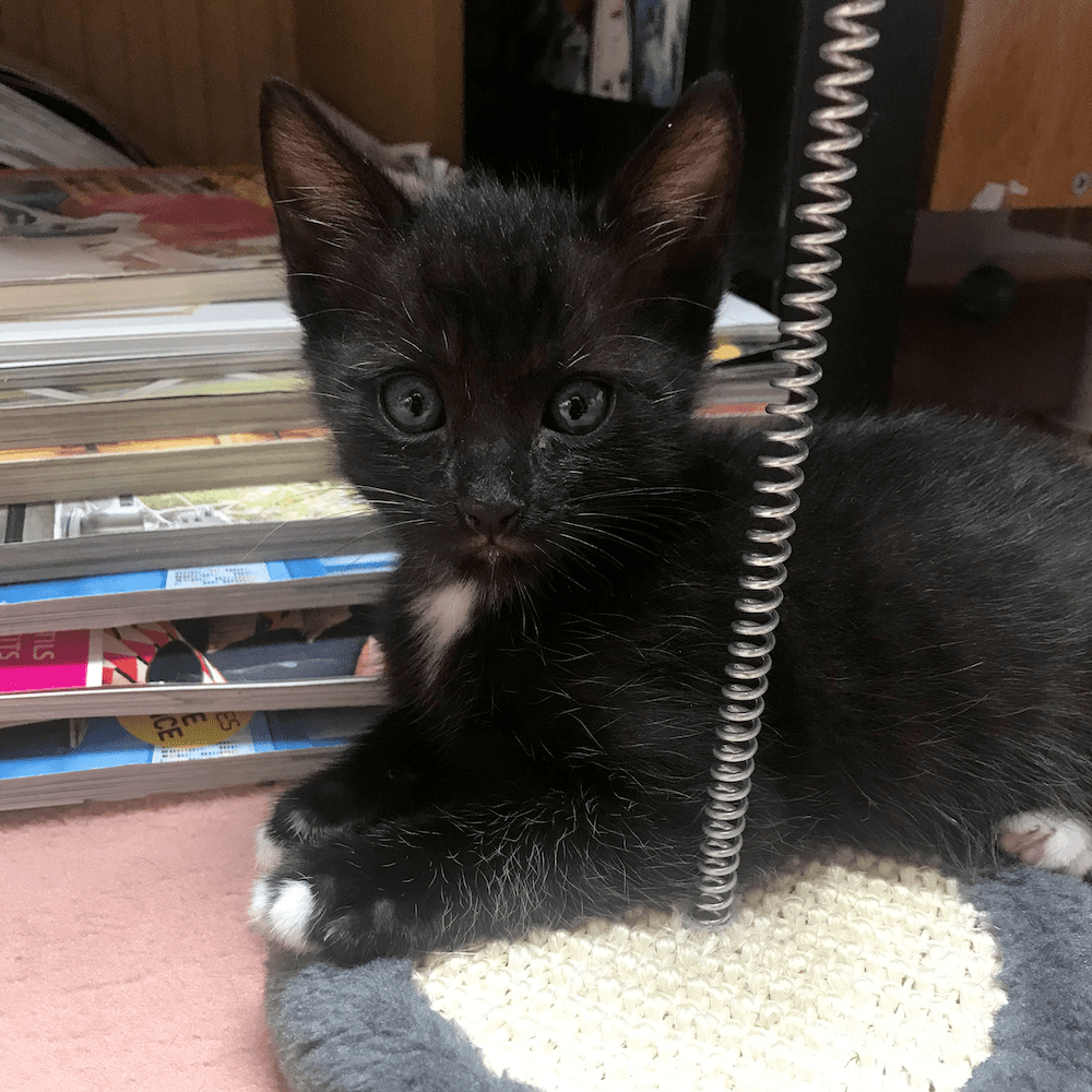 Black kitten Yukio de Chats chez Nous