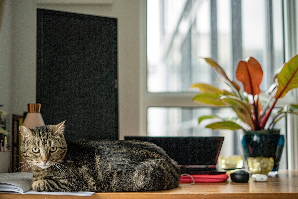 Collègue chat au bureau