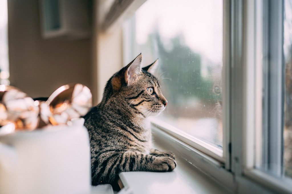 Chat observant à la fenêtre