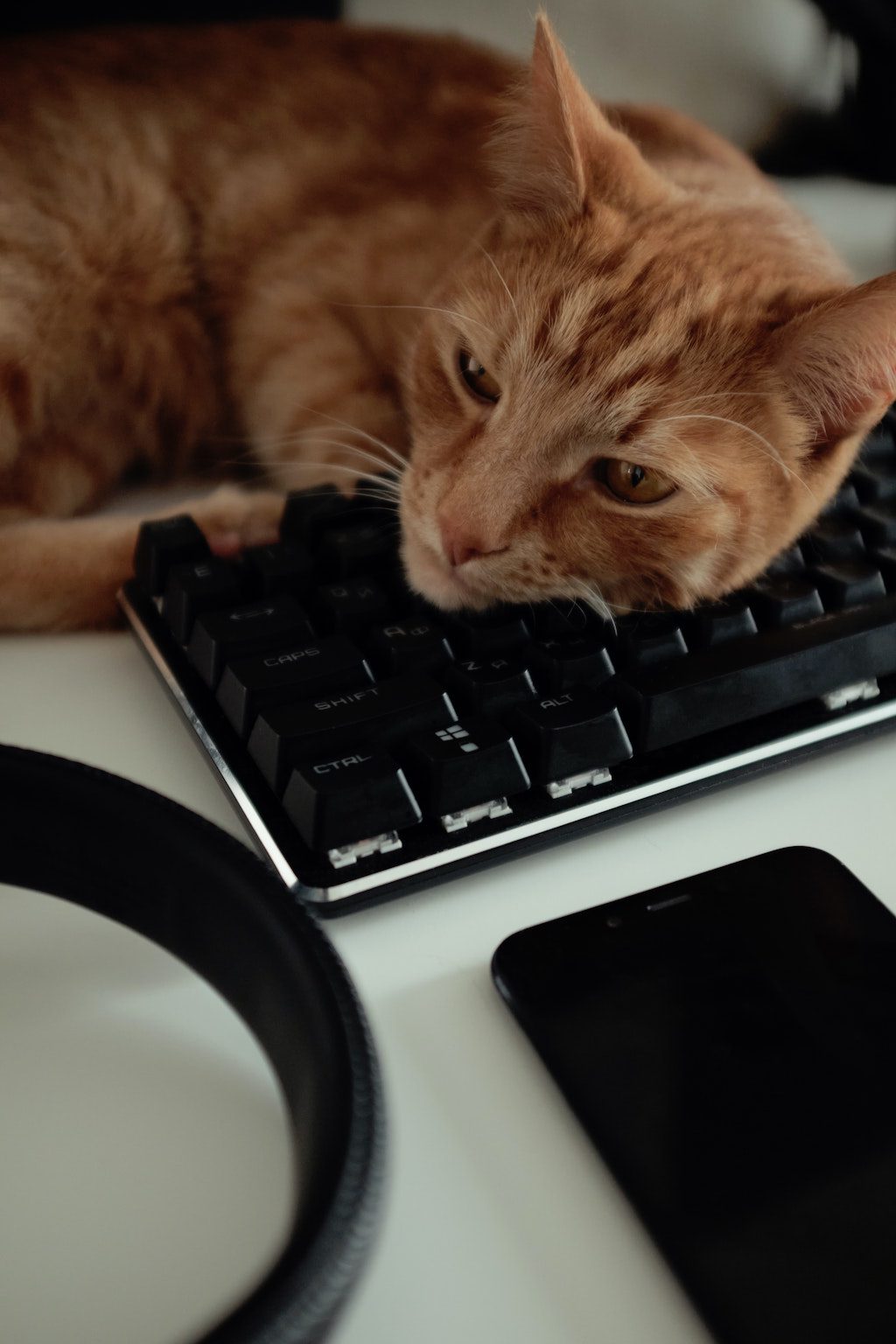 Le chat roi du clavier