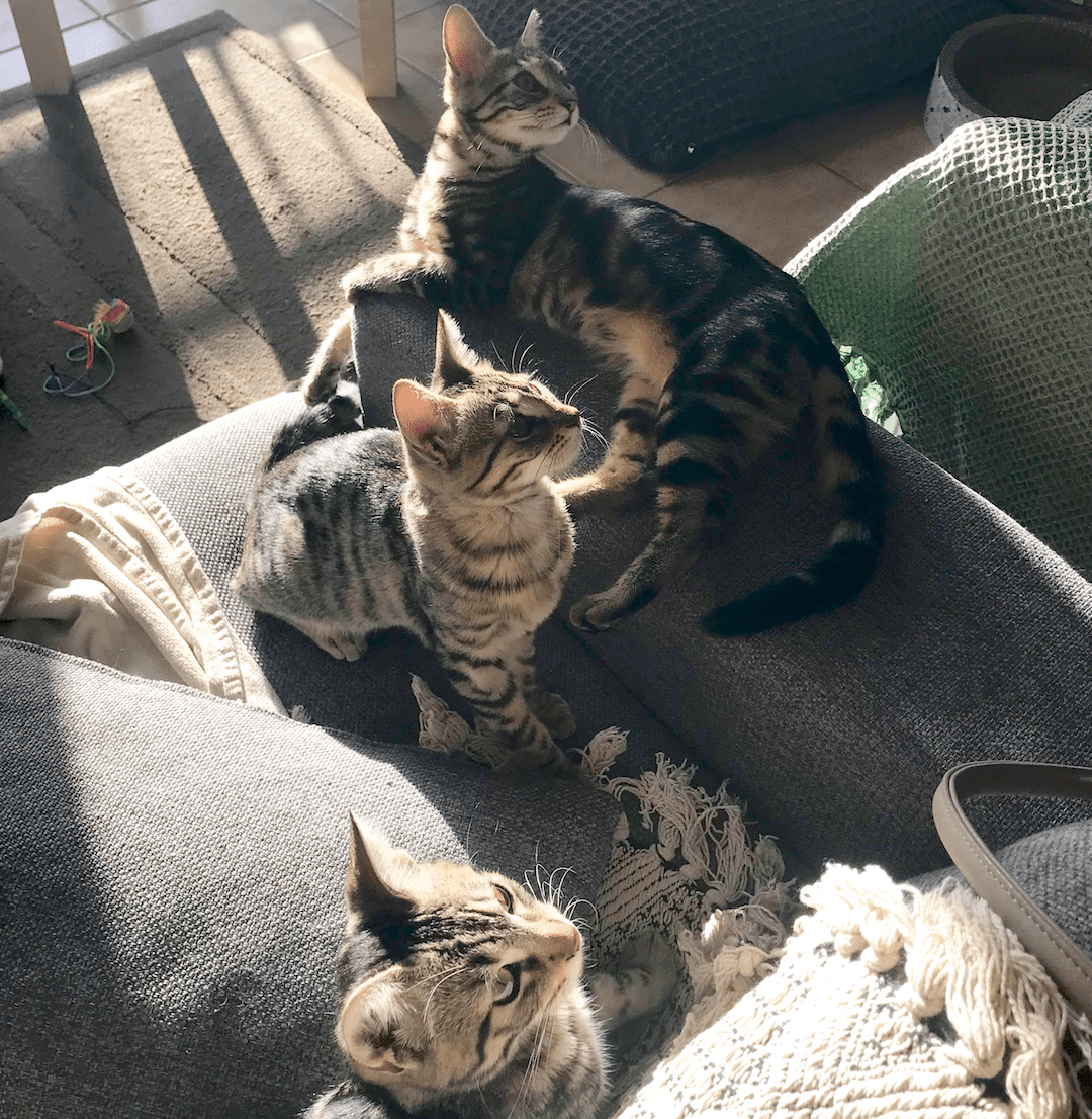 Chats chez nous sur canapé