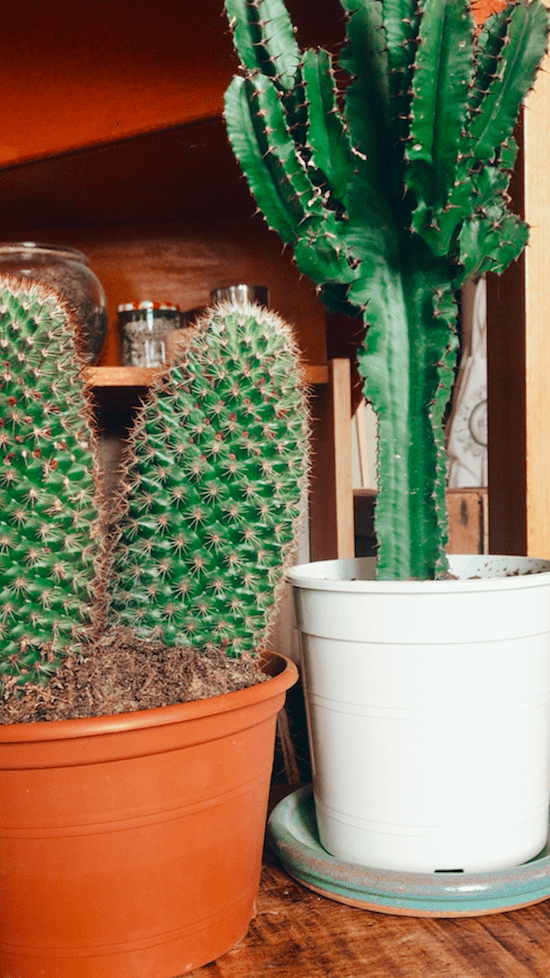 Cactus dans ChatsChezNous
