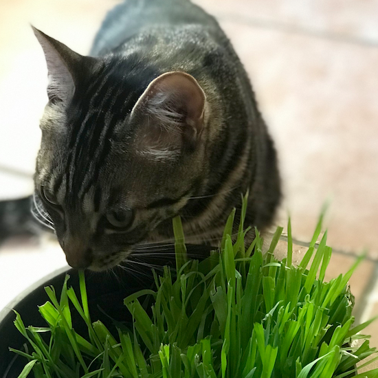 ChatsChezNous fait pousser de l'herbe à chat