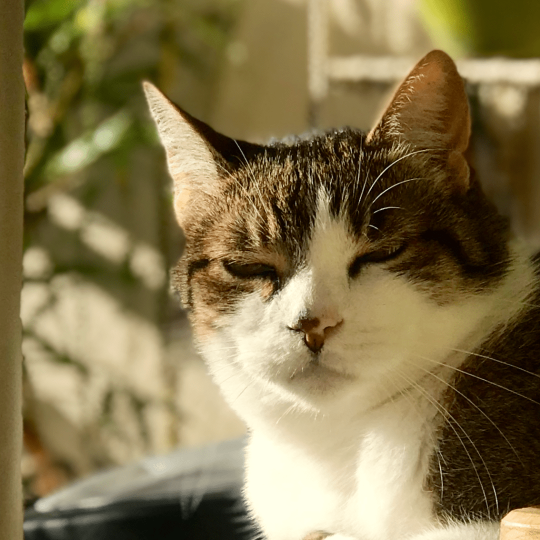 Mon vieux chat Philo au soleil
