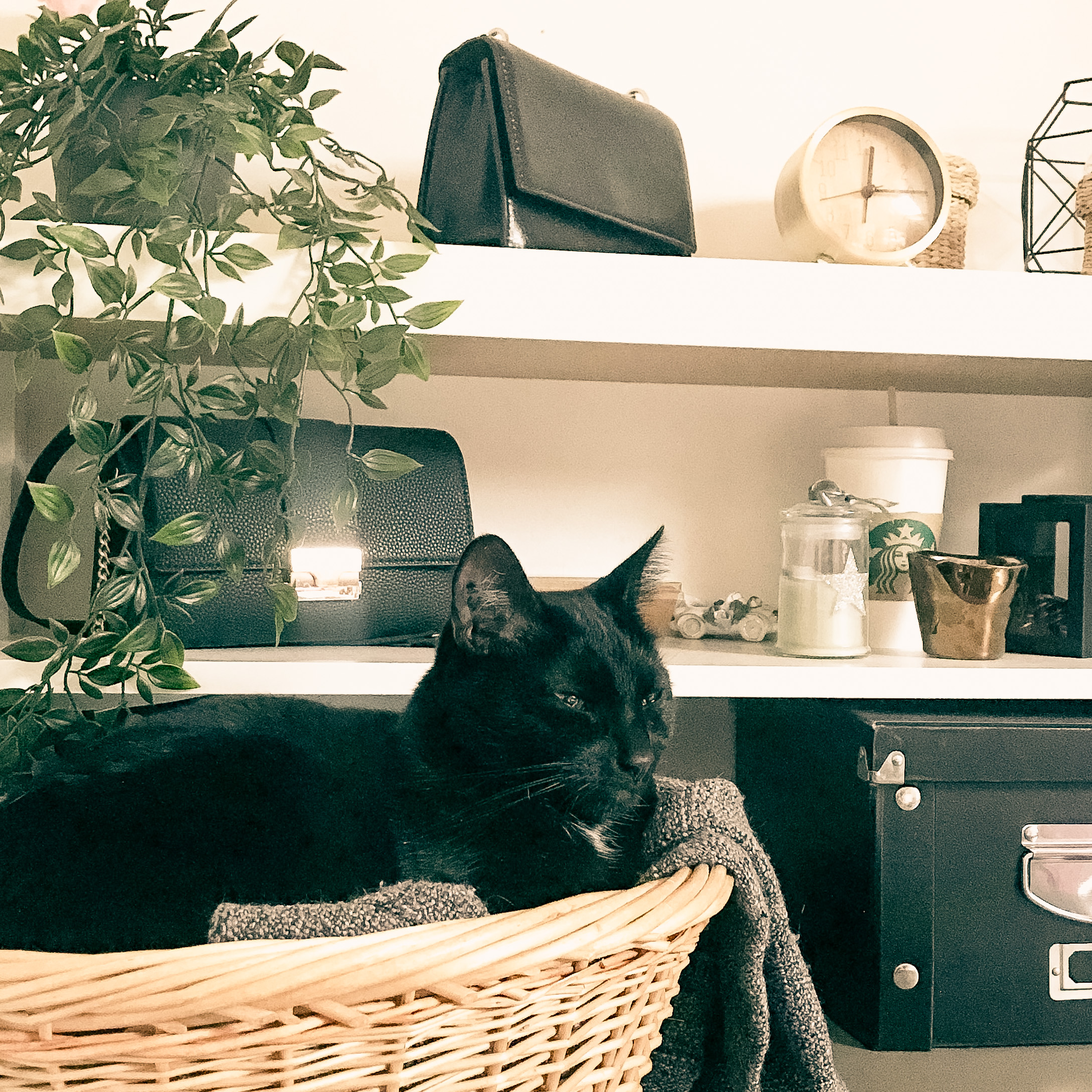 Chat noir relax dans un panier 
