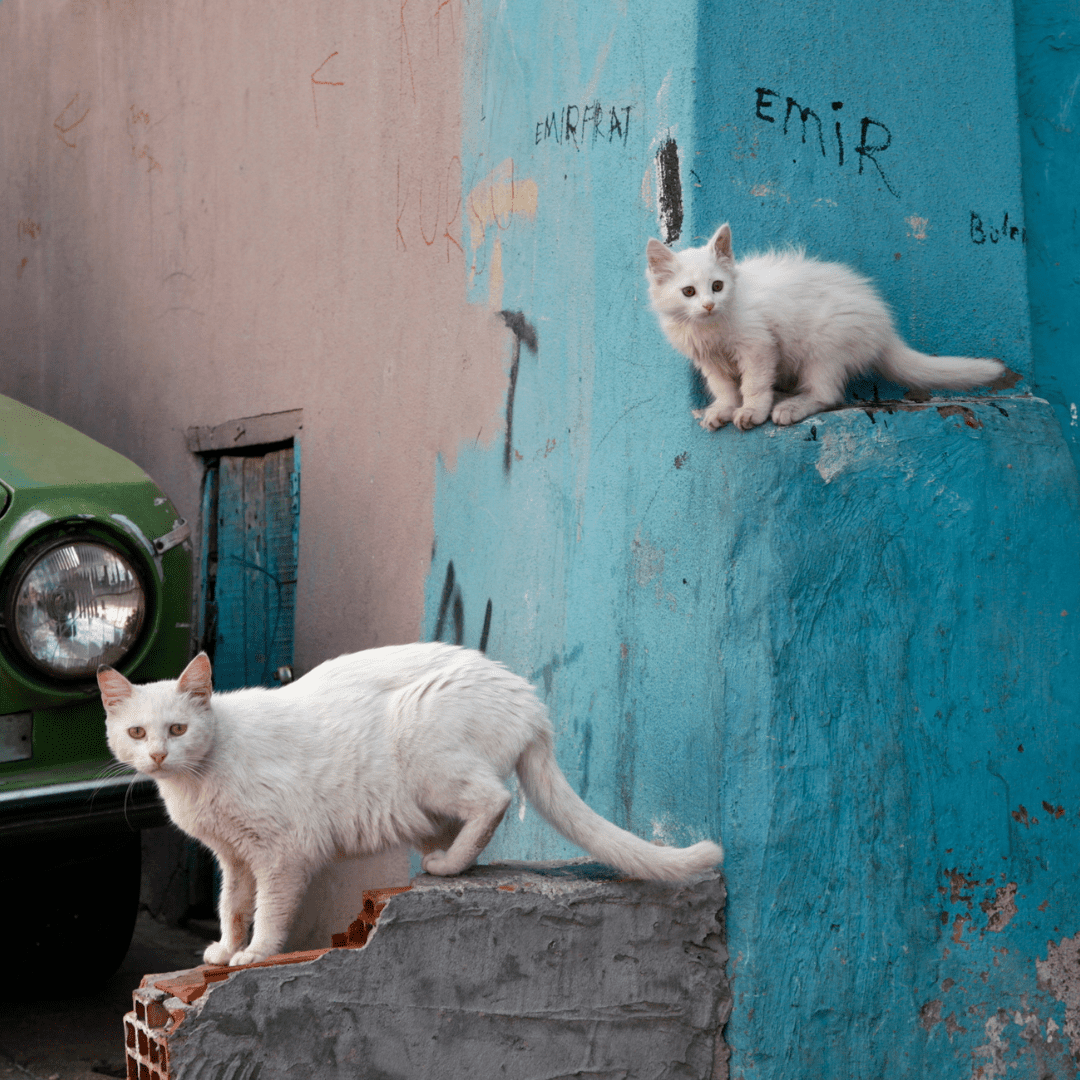 Chats blancs près d'un mur bleu dans la rue