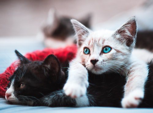chaton noir et chaton blanc
