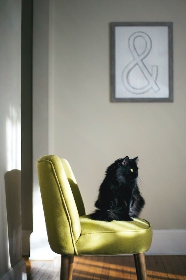 Chat noir sur chaise stylée