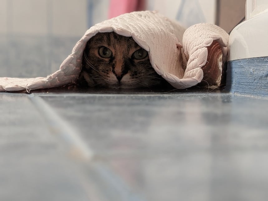 Chat caché sous un tapis