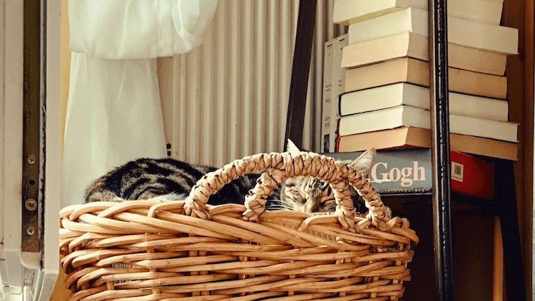 Chat dormant dans un panier vintage